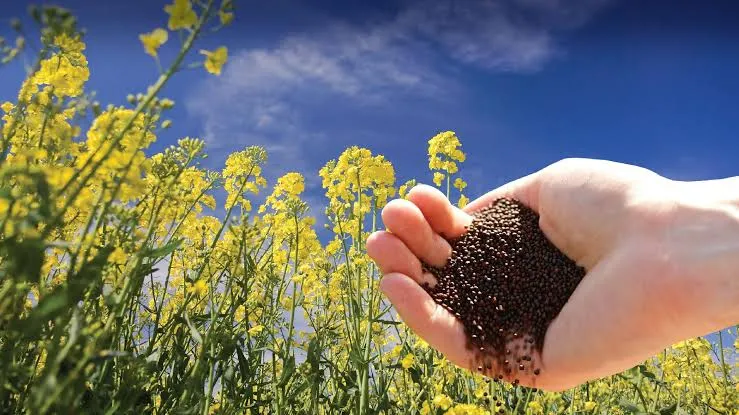 Edible Oils